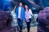 SEA LIFE Arizona Aquarium Ticket
