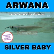 READY ikan Arwana / Arowana Silver Baby