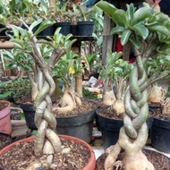 [New] Tanaman hias bibit bonsai Adenium bonggol besar