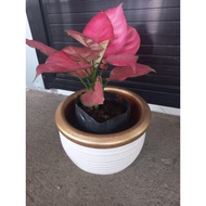 CLAY POT WHITE ROUND CLAY POT CLASSIC WHITE CLAY POT FOR PLANTS