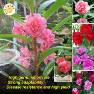 เมล็ดพันธุ์ คามิเลีย คละสี Pink Double Camellia Impatiens Balsamina Seeds Flower Seeds for Planting 