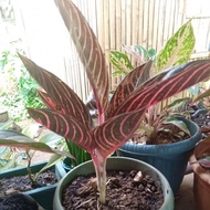 ✎Seeds Aglaonema Red Sumatra (Uproot, Pot Not Included)