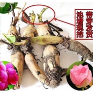 Ornamental Lotus Seed Lotus Potted Lotus Seedling Pond Hydroponic Plant Water Lotus Lotus Seed Lotus