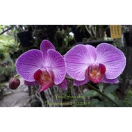 Anggrek Phalaenopsis Anggrek Bulan -Dewasa