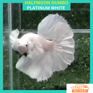RFA HM Dumbo Platinum White Half-moon Betta Fish / Ikan Laga Dumbo Platinum White Halfmoon / Dumbo H