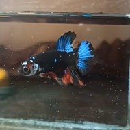 AVATAR NEMO GORDON