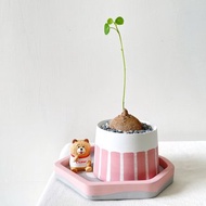 圓葉山烏龜 • Pink 線條水泥盆栽 可客製英文字母