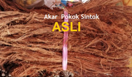 Akar Sintok ASLI Beluru 100+/- ikat (PROMO ! ) Harga Biasa RM80.00