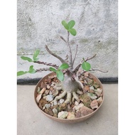 Adenium Arabicum(WDD X KHZ) Plant (Akar Sotong)