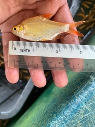 Golden Lampang Live Fish Aquarium Ikan Lampang Ikan Hidup Akuarium