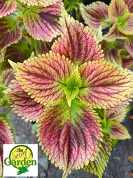 Mayana Coleus Dragon Heart (Rare Mayana with FREE plastic pot, and garden soil (Outdoor Plant, Real Plant, Live Plant and Limited Stock) - Plants for Sale