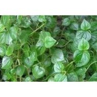 ▂ ✤ ◺ ▘ Pansit Pansitan Seeds 50-75 Approx
