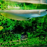 Promo!! Hiasan Aquarium Ikan Arwana Silver Brazil Tankmate Aquascape