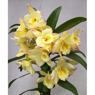 Dendrobium Orchid real live plant 兰花 anak pokok bunga orkid hidup hiasan rumah (RANDOMLY GIVEN)