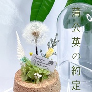 蒲公英永生花玻璃罩 永生花玻璃罩 畢業禮物 情侶禮物 紀念日