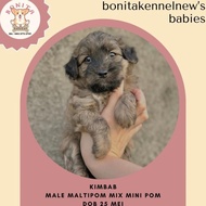 Jual Anjing Maltipom Mix Mini Pom Anakan Anjing Maltese Mini Pom