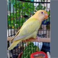 BURUNG LOVEBIRD JANTAN - JENIS OPALINE PALE FALLOW MATA MERAH 1.0 BIOLA PB EUWING PF - LOVEBIRD LANG