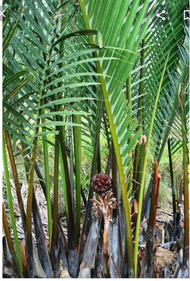 bibit pohon rumbia 50-70cm - bibit pohon nipah - bibit pohon dahon