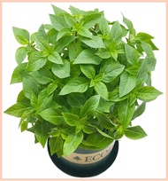 ✓ △ ♂ 10pcs Herb Garden Seed,Basil, Rosemary,Lemon Grass, Parsley,Thyme Seeds for Planting (Basil)