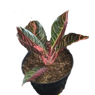 aglonema red sumatra