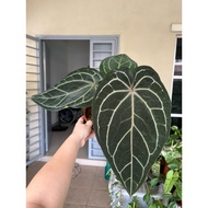 Anthurium Red Crystal