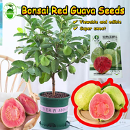 Red Guava Fruit Seeds for Planting (80 Pcs/pack) เมล็ดพันธุ์ ฝรั่ง Bonsai Red Guava Seeds for Planti