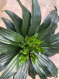 阿波羅千年木 密葉龍血樹  觀葉植物 室內植栽 淨化甲醛 淨化空氣植物  4吋盆  阿波羅千年木室內室外均可種植