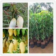 anak pokok durian D17 chiat chi  cpt berbuah hybrid top quality pokok durian kebun buah sedap fruits