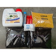 BAJA ANAK POKOK DURIAN TRIAL SET DARI MR.LIM CHIN KHEE (NANOCA, P400, SUPER GREEN, GREEN 232)