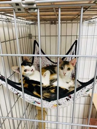 Bd2 Cat Hammock Large Size 25 Inches X 17Inches