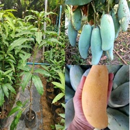 ต้นมะม่วงแก้วลืมรัง (เสียบยอด) สูง60-70cm.รากแน่นลำต้นแข็งแรงพร้อมปลูก100% ปลูกง่ายโตเร็ว