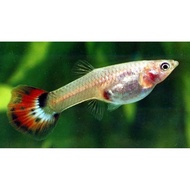 ikan guppy betina/female guppy