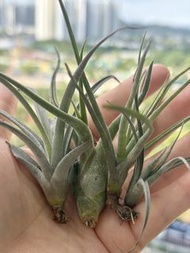 空氣鳳梨 👉4款一組 ❤️ $50  香檳多花梗+美杜莎女王頭+貝利藝+洛倫茲
