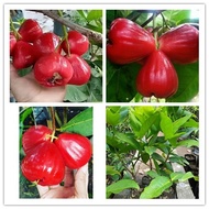 pokok Jambu air merah Taiwan  cepat berbuah premium top quality sapling fruits good taste gardening