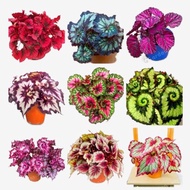 Mixed Begonia Seeds Coleus Bonsai Flower Seeds for Sale Garden Flower Plant Seed Live Plants Real Pl