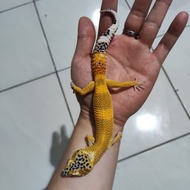 Leopard Gecko Mack Snow Lemon Frost het Tremper Male