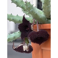 huernia pendorata ….