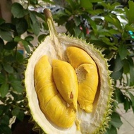 Durian Montong Utuhan