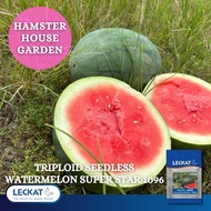 HSK [10pc] TRIPLOID SEEDLESS WATERMELON SEED SUPER STAR 1096