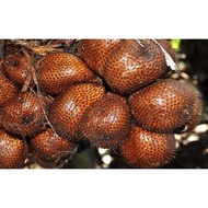 3KG BUAH SALAK FRESH/SALAK MADU