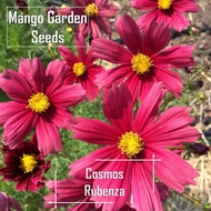 Benih Rubenza Cosmos - 100 Biji Sesuai Tanam Pasu Bunga Cantik Cosmos - Mango Garden Seeds