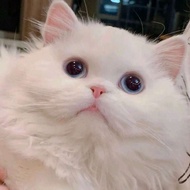 Ceiling Stone STANE Functional Stormtrooper Jacket for Men and Women Waterproof and Windproof Spring