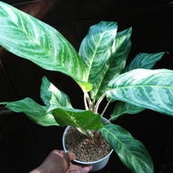 Aglaonema/Sri Rejeki Klasik