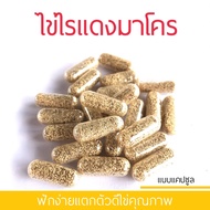 Ratjat ไข่ไรแดง Macrocopa ไข่ไรแดงมาโคร ขยายพันธุ์ง่าย ฟักตัวเร็ว