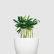 │ 犀力系列 │  迷你羅漢松- 松柏植物 水耕 種子盆栽 室內盆栽