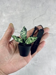 皮革製 迷彩粗肋草吊飾_送禮/收藏