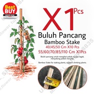 X1 pcs Buluh Pancang Pokok / Jualan per pcs / Bamboo Plants Stakes /support plant / gardening / stick / batang buluh