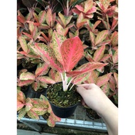 [✅Promo] Aglaonema Kendedes