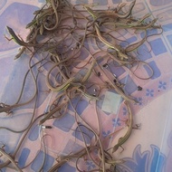 kadal rumput/kadang ekor panjang/Takydromus sexlineatus,