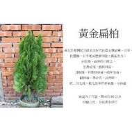 心栽花坊-黃金扁柏/7吋/綠化植物/綠籬植物//松/杉/柏/檜/售價300特價250